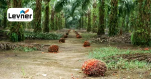 Apa itu Zero Waste Industri Kelapa Sawit? Kenali Lebih Jauh!