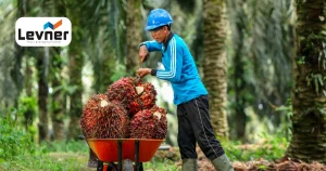 RSPO & ISPO: Standar Sertifikasi untuk Industri Sawit Berkelanjutan